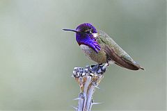 Costa's Hummingbird